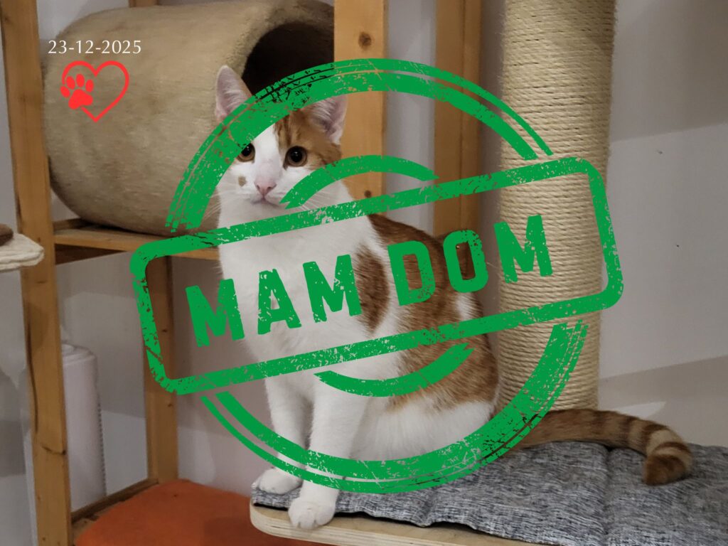 Harry (adopcja 23-12-2025)