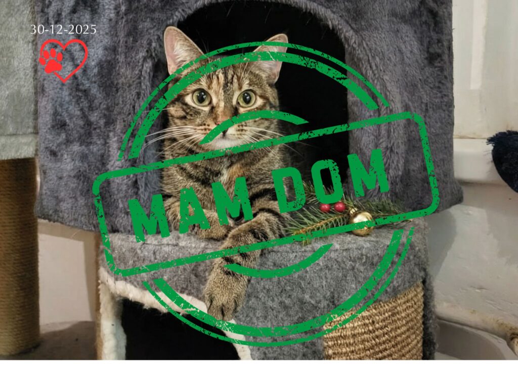 Misia vel Fisia (adopcja 30-12-2025)