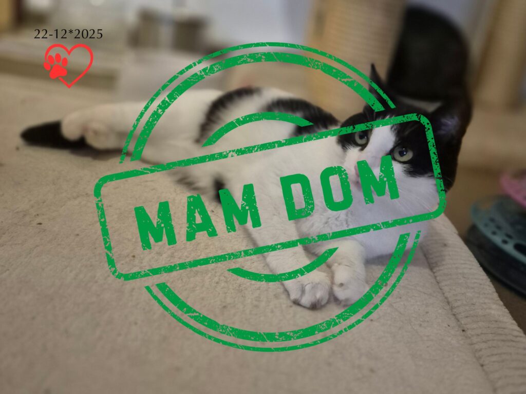 Bastuś (adopcja 22-12-2025)