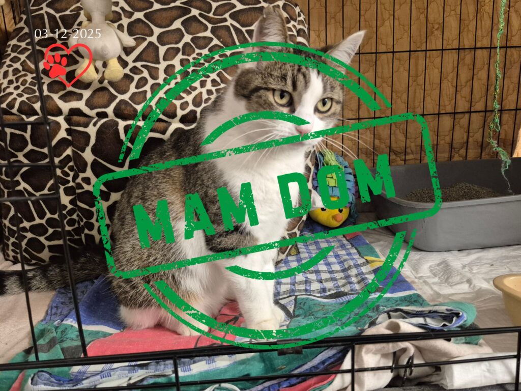 Jola  (adopcja  03-12-2025 )