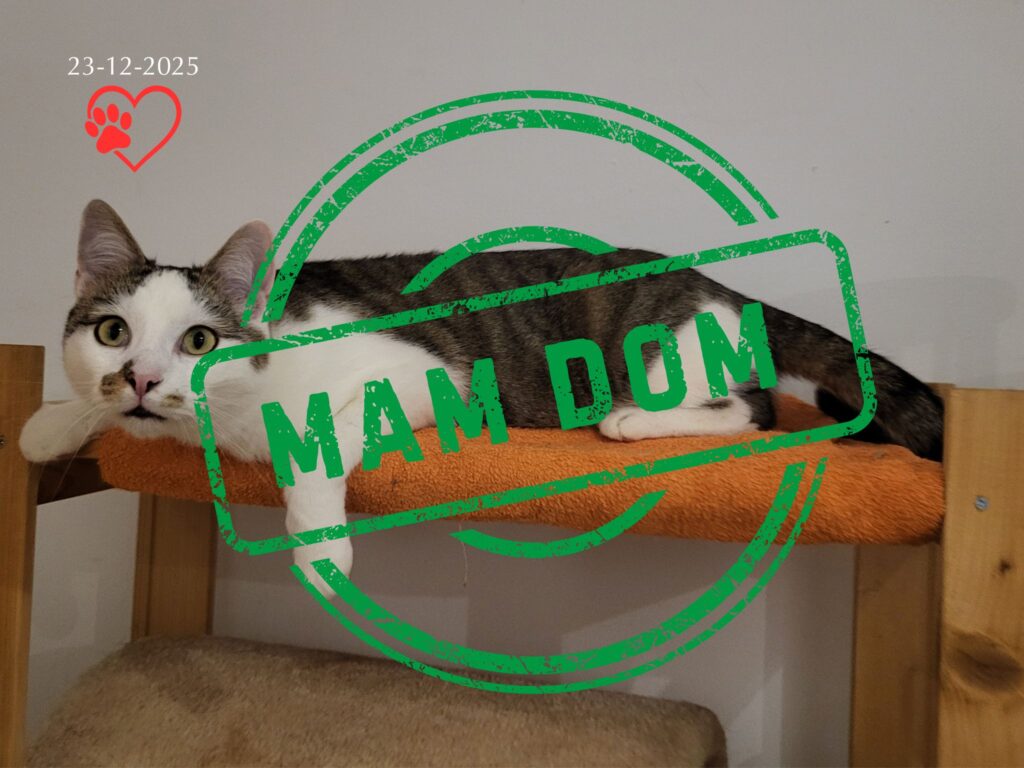 Swen (adopcja 23-12-2025)