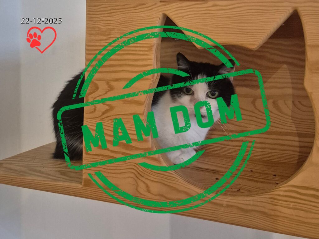 Zosia (adopcja 22-12-2025)