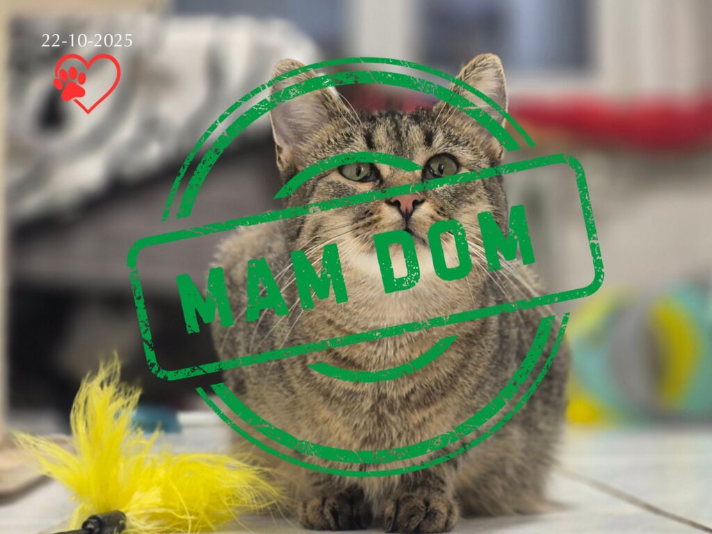 Kornelia vel Nela (adopcja 22-10-2025)