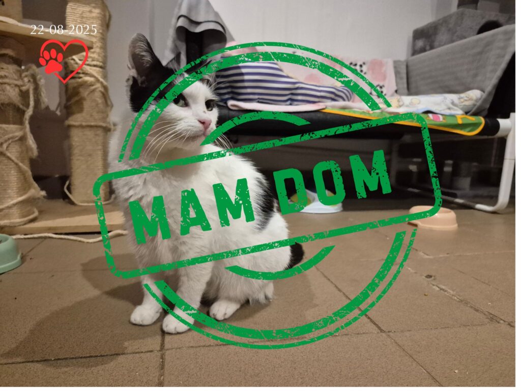 Misiu (adopcja 28-08-2025)