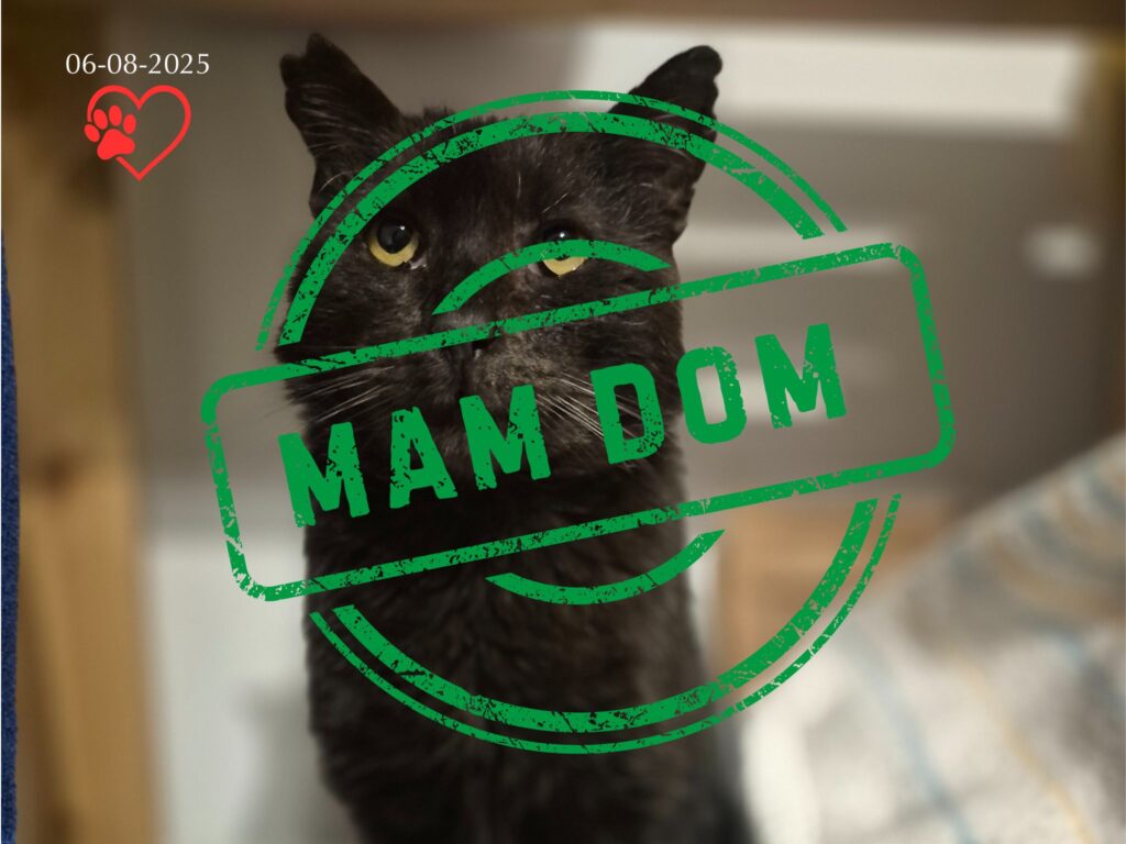 Bleki  (adopcja 06-08-2025)