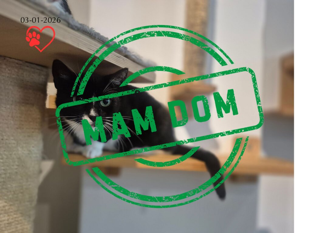 Linda (adopcja 03-01-2026)