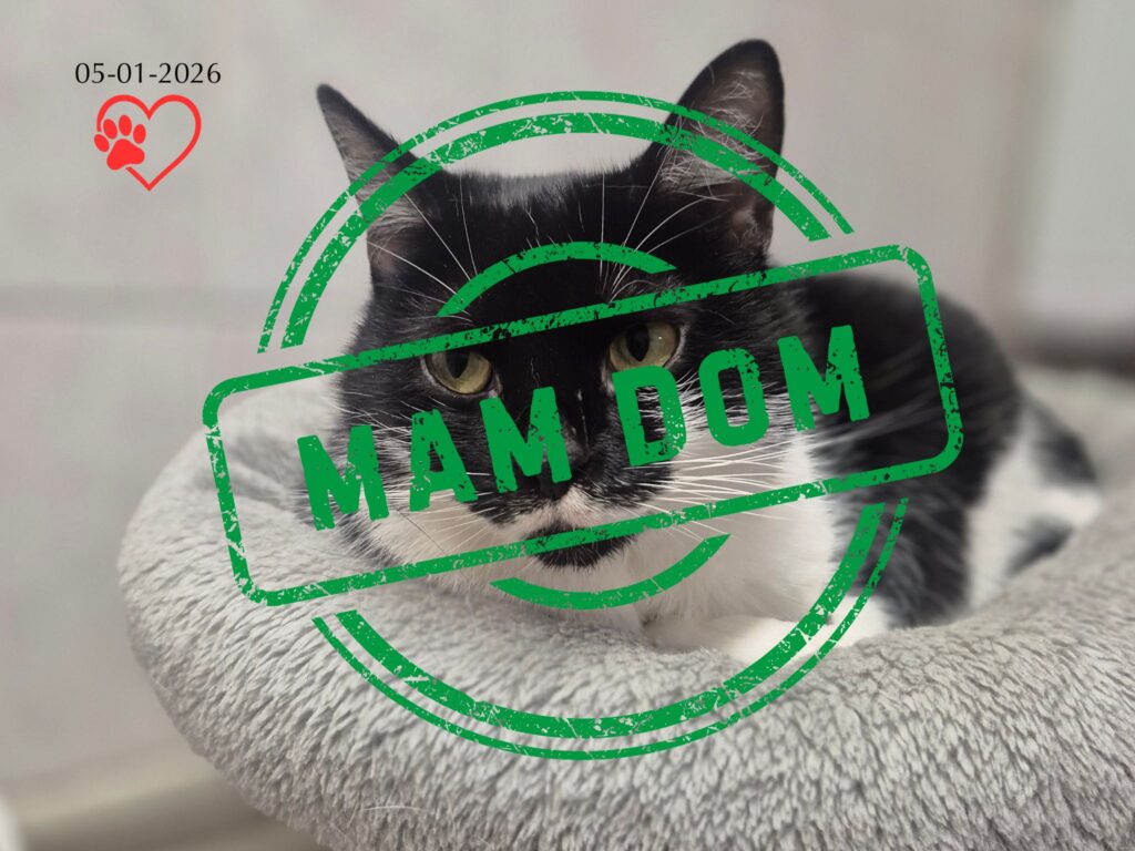 Kizia (adopcja 05-01-2026)