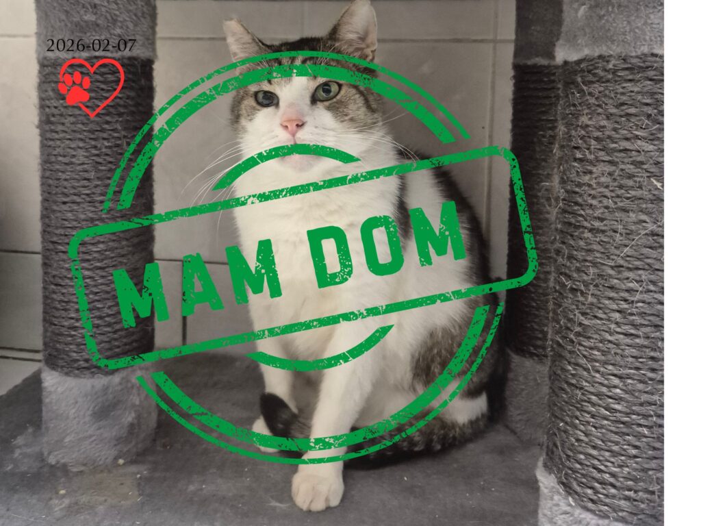 Romuś (adopcja 07-02-2026)