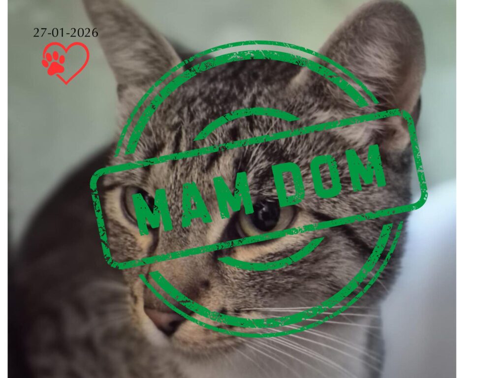 Tobiasz (adopcja 27-01-2026)