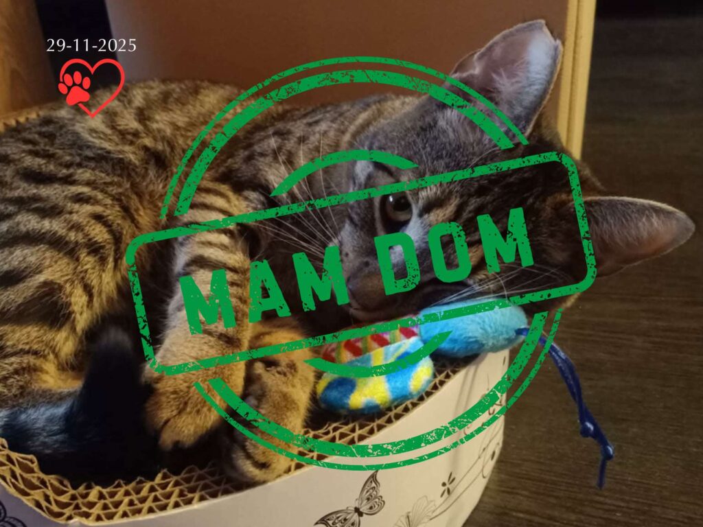 Bruno (adopcja 29-11-2025)